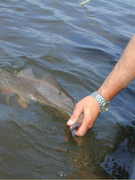 Ocean Isle Beach fishing